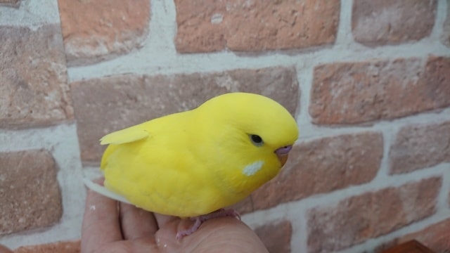 ジャンボセキセイインコ