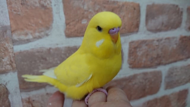 無表情っぽいけど。。楽しんでるよ~ジャンボセキセイインコです! ジャンボセキセイインコ