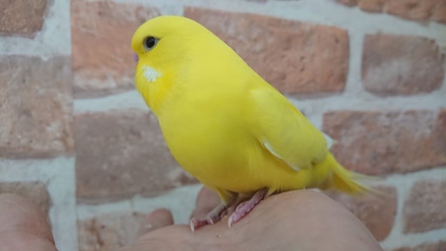 ジャンボセキセイインコ