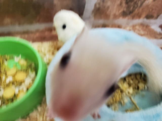 ホワイトシマリス
