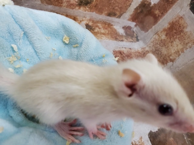画像更新!!再来!!!ホワイトシマリス♪ ホワイトシマリス