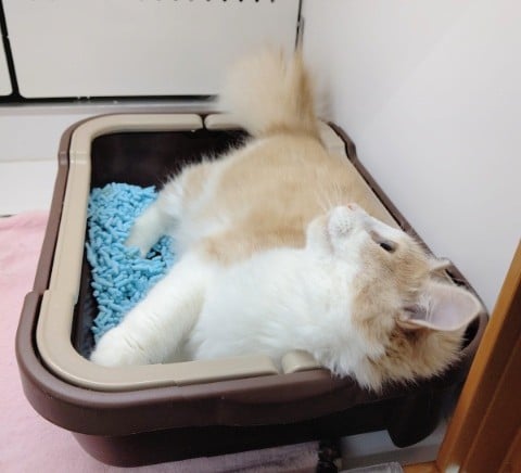 美人さんなノルウェージャン! ノルウェージャンフォレストキャット