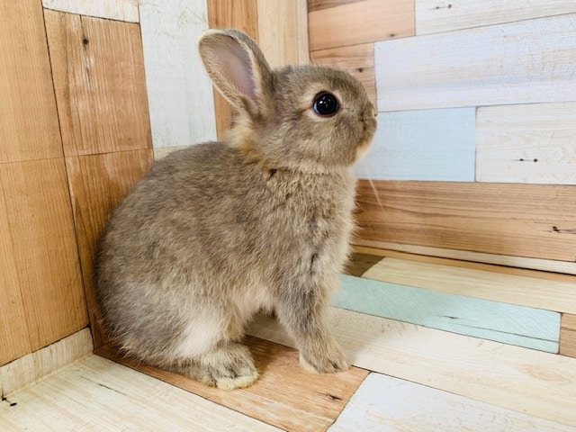 ドワーフラビット