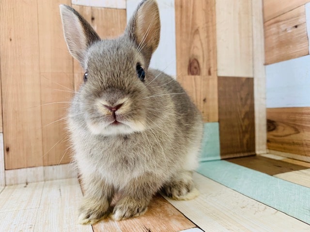 ドワーフラビット