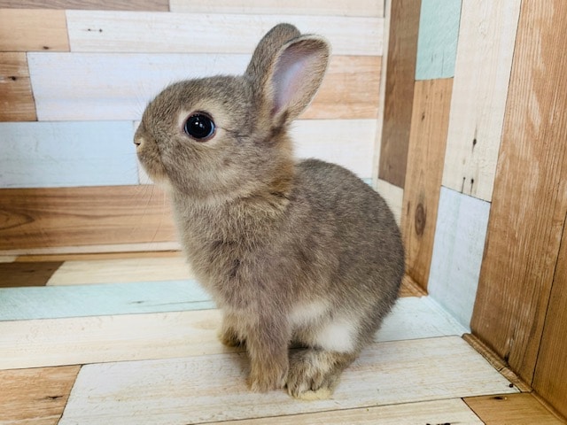 小さいうさぎさん、ドワーフラビット入舎! ドワーフラビット