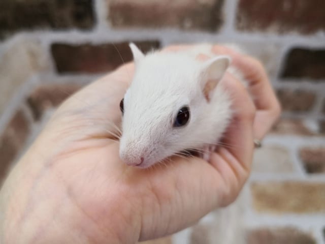 画像更新!!再来!!!ホワイトシマリス♪ ホワイトシマリス