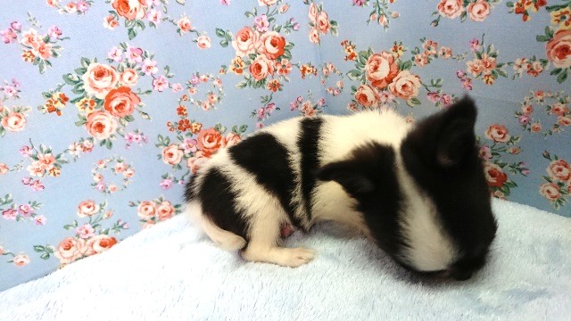 チワワ