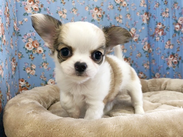 チワワ