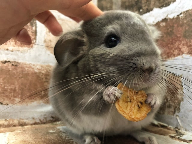 チンチラ