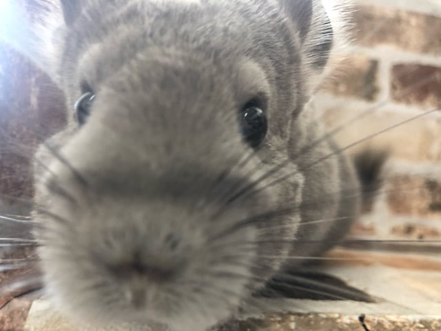 本物のトトロですか?チンチラのヴァイオレットちゃん〜♡ チンチラ