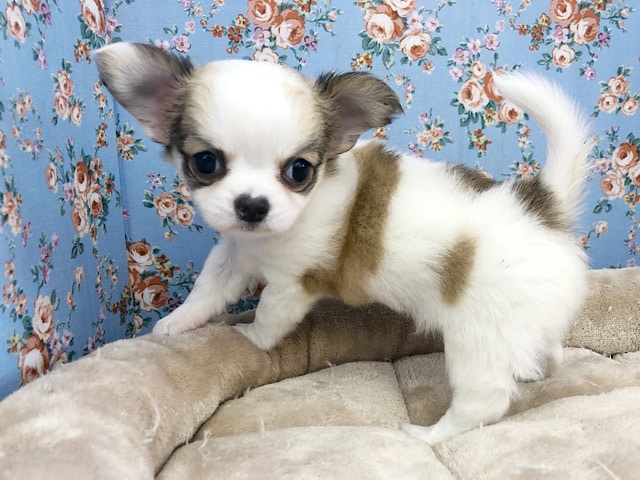 チワワ