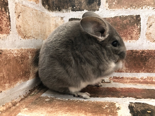チンチラ