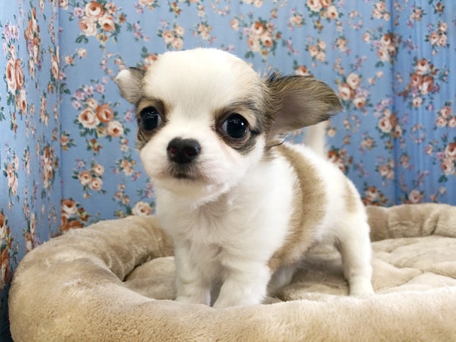 チワワ