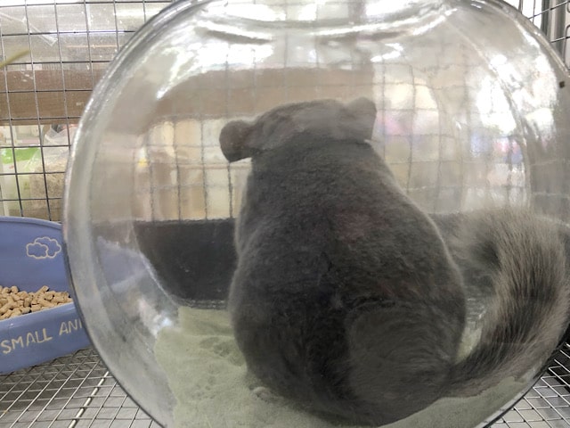 本物のトトロですか?チンチラのヴァイオレットちゃん〜♡ チンチラ