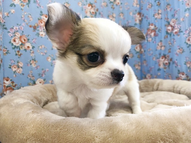 チワワ