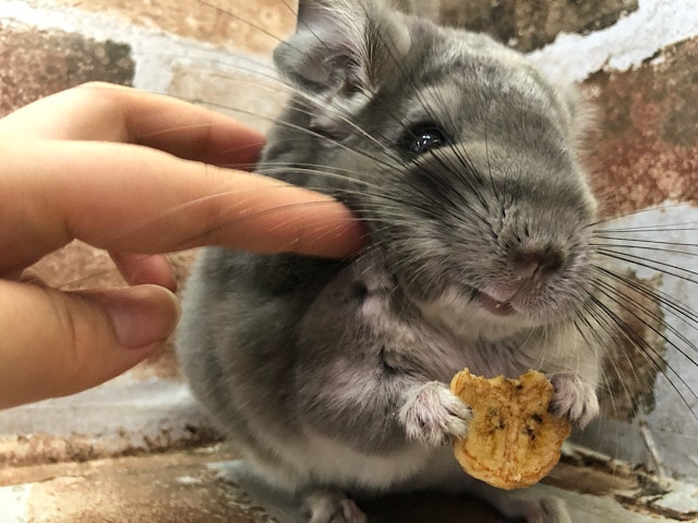 本物のトトロですか?チンチラのヴァイオレットちゃん〜♡ チンチラ