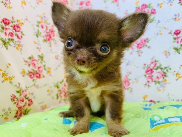 手乗り?!極小のロングコートチワワちゃん! チワワ