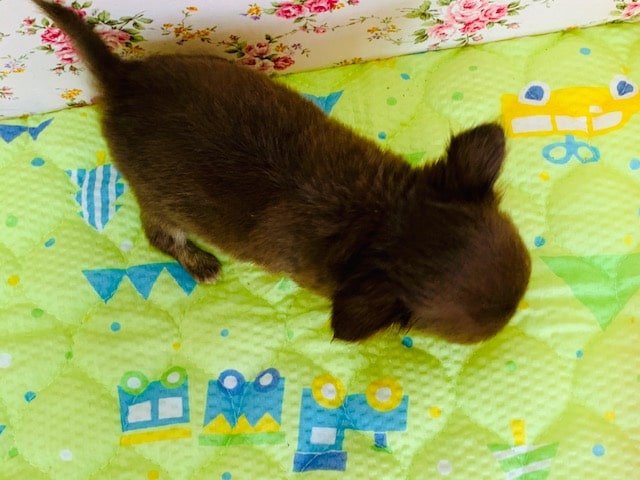 手乗り?!極小のロングコートチワワちゃん! チワワ