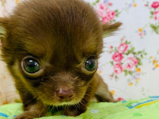 手乗り?!極小のロングコートチワワちゃん! チワワ