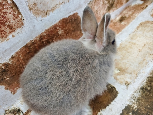 ネザーランドドワーフ