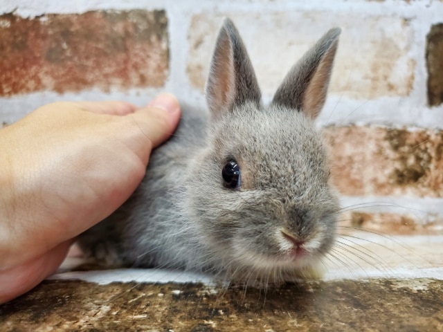 ネザーランドドワーフ