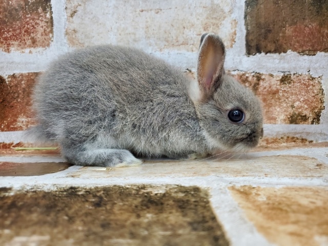 ポヤポヤ♪ネザーランド☆ブルーマーチン🐰 ネザーランドドワーフ