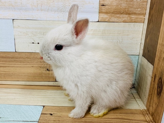 もぐもぐタイムが可愛すぎる♡ドワーフラビット!! ドワーフラビット