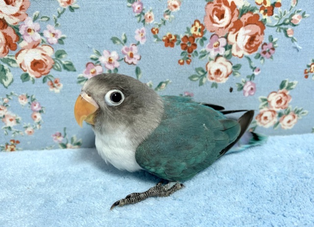 手乗りボタンインコ ブルー 11月4日 ボタンインコ