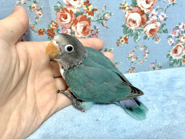 ボタンインコ