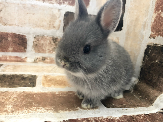 ネザーランドドワーフ