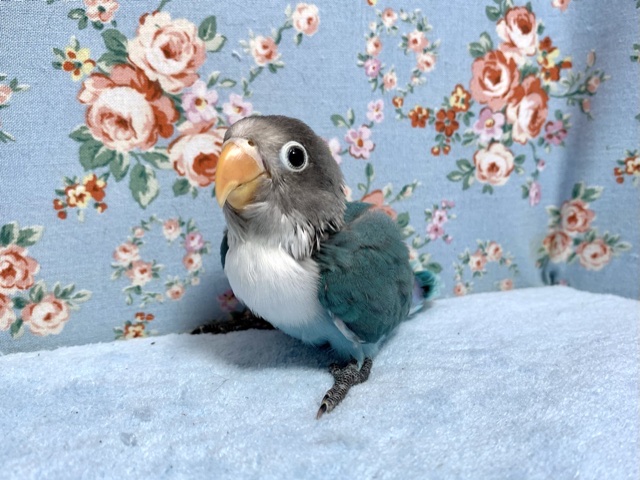 手乗りボタンインコ ブルー 11月4日 ボタンインコ