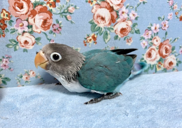 ボタンインコ