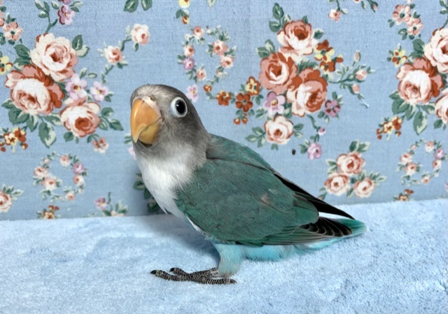 手乗りボタンインコ ブルー 11月4日 ボタンインコ