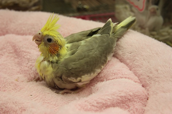 オカメインコ シナモンパイドさん(´v`*) オカメインコ
