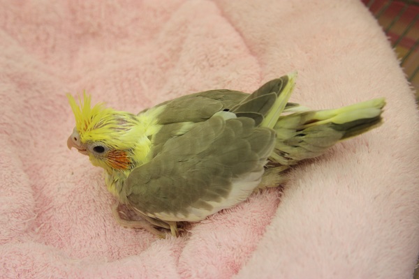 オカメインコ