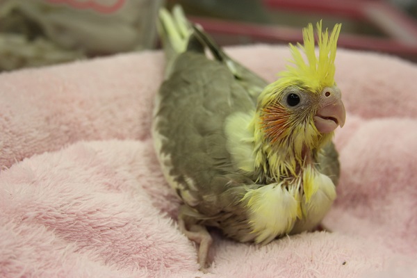 オカメインコ シナモンパイドさん(´v`*) オカメインコ