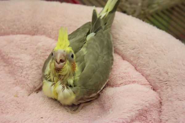 オカメインコ シナモンパイドさん(´v`*) オカメインコ