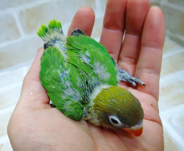 キエリボタンインコ