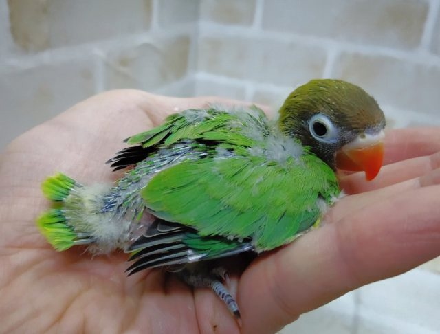 キエリボタンインコ