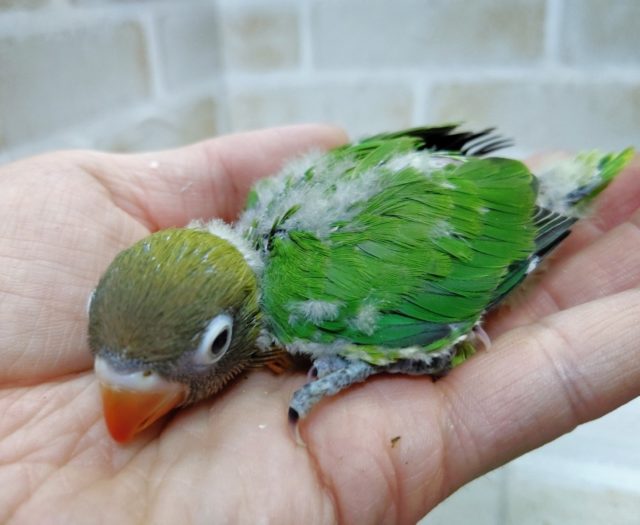 キエリボタンインコ