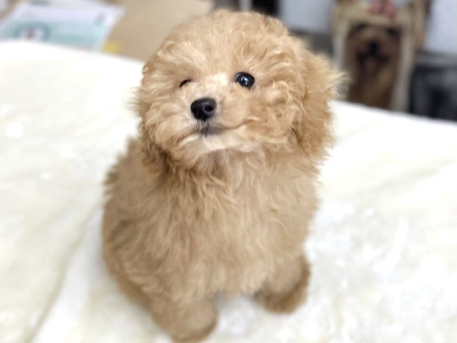 トイプードル