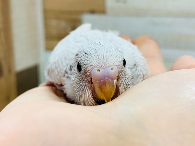 大人気!!セキセイインコのライラック入舎♪ セキセイインコ