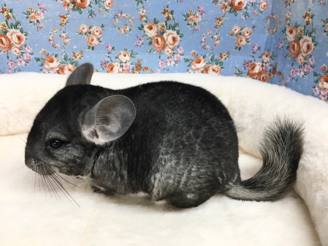 チンチラ