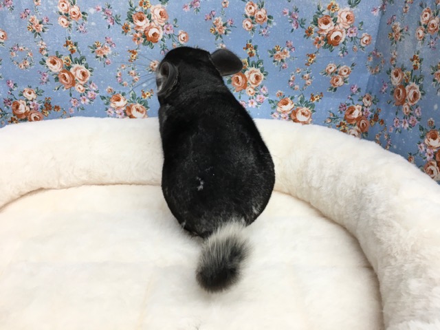 チンチラ