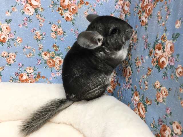 チンチラ