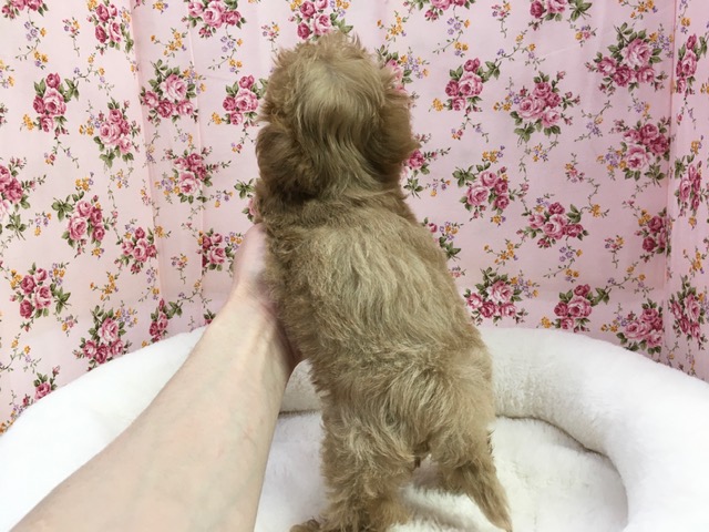 マルプー