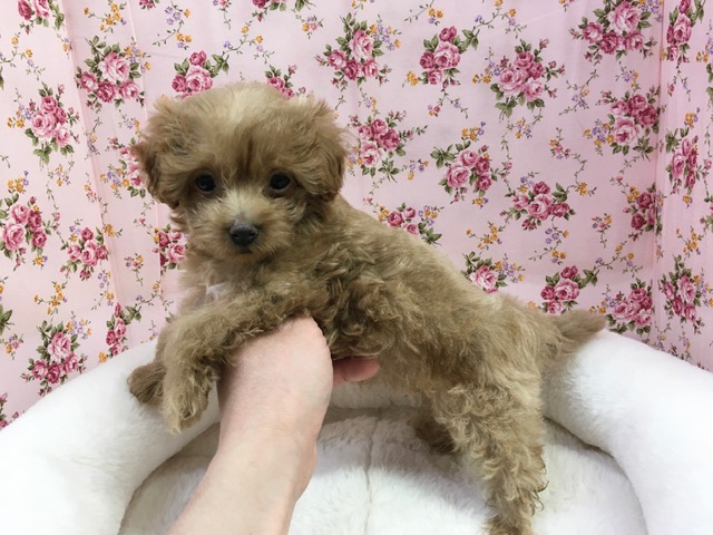 マルプー
