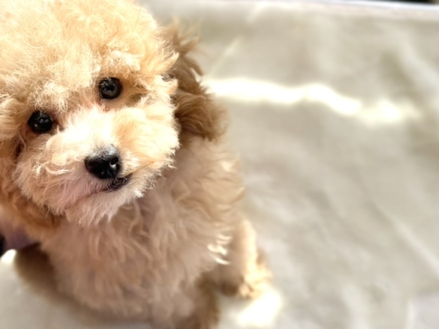 トイプードル