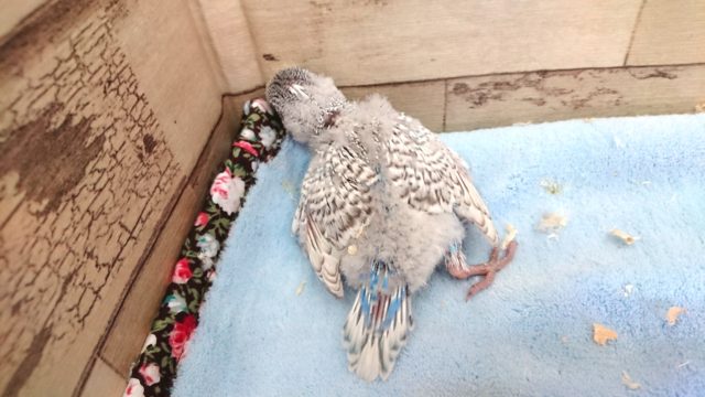 ジャンボセキセイインコ