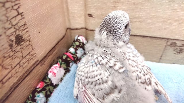 ジャンボセキセイインコ